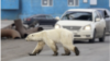 قطبي خرس په الاسکا کې یوه میرمن او زوی یې ووژل