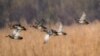 Migratory birds taking a flight towards a wetland known as the ‘Queen Wetland of Kashmir’— Hokersar in Srinagar. (Reyan Sofi/VOA)