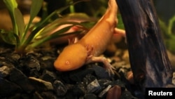 An axolotl swims in an aquarium at the new Axolotl Museum and Amphibians Conservation Centre, at Chapultepec Zoo in Mexico City, Mexico, January 25, 2023. (REUTERS/Henry Romero)