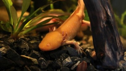 Mexico Museum Aims to Help Save Endangered Axolotl Salamander