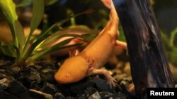 An axolotl swims in an aquarium at the new Axolotl Museum and Amphibians Conservation Centre, at Chapultepec Zoo in Mexico City, Mexico, January 25, 2023. (REUTERS/Henry Romero)