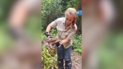 Dev Kurbağa ‘Toadzilla’
