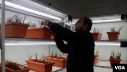 A scientist conducts an experiment related to corm production inside under controlled conditions at Advanced Research Station for Saffron and Seed Spices in Pampore, on the Indian side of Kashmir. (Wasim Nabi for VOA)
