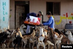 Petugas memberi makan anjing di penampungan hewan Rouh di daerah Saqqara, Giza di pinggiran kota Kairo, Mesir, 22 Januari 2023. Tempat ini kesulitan beroperasi akibat naiknya harga makanan dan obat-obatan impor, dan berkurangnya jumlah donasi . (REUTERS/Mohamed Abd El Ghany)