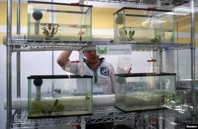 A specialist checks the axolotls as they swim in fishbowls in a laboratory at the new Axolotl Museum and Amphibians Conservation Centre, at Chapultepec Zoo in Mexico City, Mexico, January 25, 2023. (REUTERS/Henry Romero)