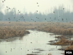 Flock of migratory birds resting in a wetland in Srinagar. (Bilal Hussain/VOA)