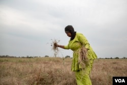 ARCHIVO - El granjero Khady Ba trabaja en un campo en Kedougou, Senegal, el 15 de noviembre de 2022. (Annika Hammerschlag/VOA)