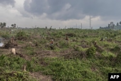 Para sobrevivir, muchos han recurrido a la tala de árboles para obtener leña.  (Desplazados internos (IDP) buscan trozos de leña al pie del volcán Nyiragongo en el Parque Nacional Virunga cerca de Kibati, 13 de enero de 2023.)