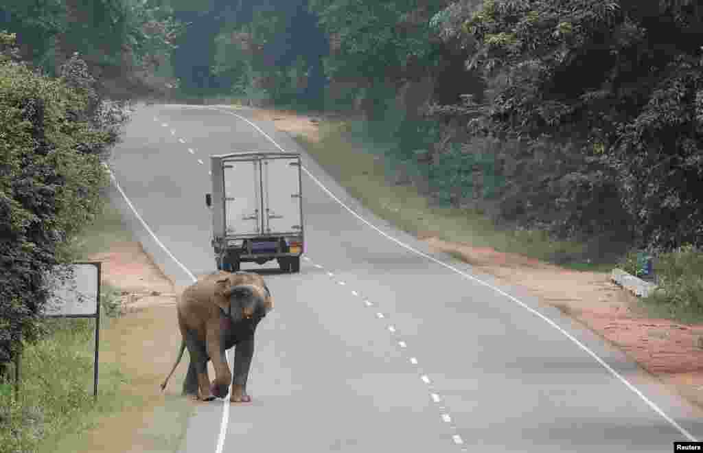 A wild elephant walks along the Trincomalee road in Habarana, Sri Lanka.