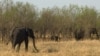 FILE - An elephant herd browses inside the Chobe National Park, northern Botswana. (Mqondisi Dube/VOA)