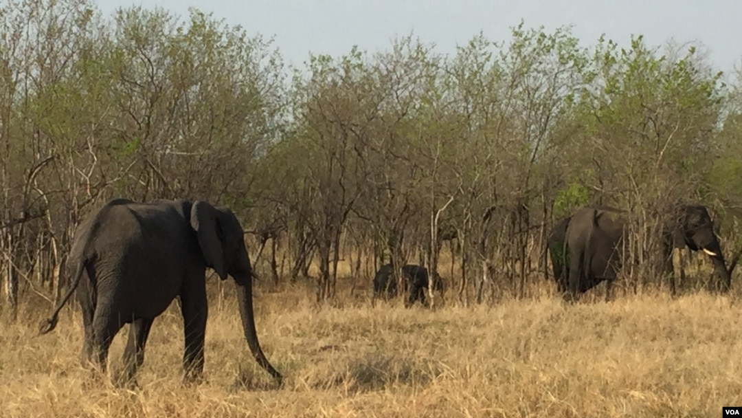 Five Southern African Countries Kick-Start Elephant Census Five Southern African Countries Kick-Start Elephant Census