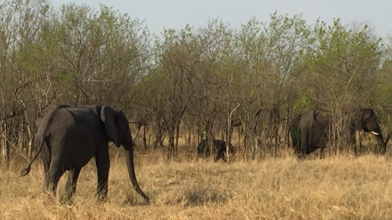 Five Southern African Countries Kick-Start Elephant Census