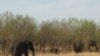 Botswana to Repatriate Elephants to Angola to Reduce Overpopulation 
