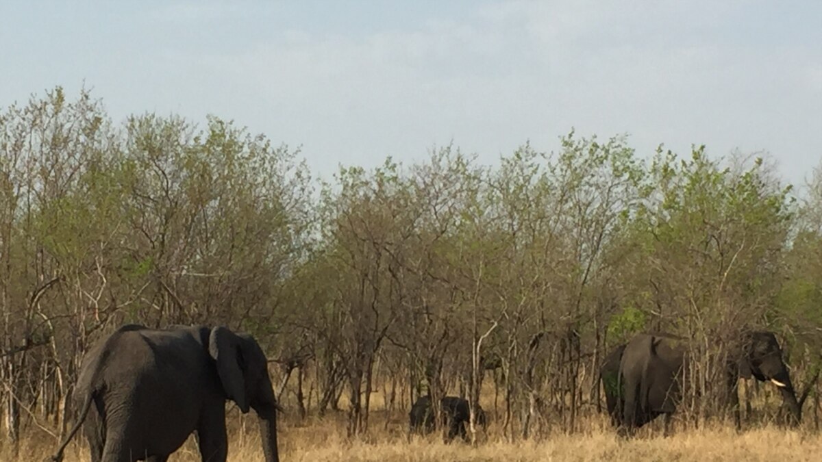 Botswana to Repatriate Elephants to Angola to Reduce Overpopulation
