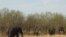 An elephant herd browses inside the Chobe National Park, northern Botswana. (Mqondisi Dube/VOA)