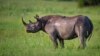 Rhino Poaching Way Down in Botswana 