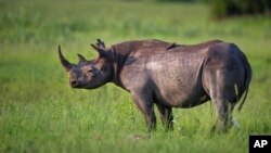 FILE - The Botswana government reports that after several years of rhinoceros loss due to poaching, there have been only six poaching incidents in 2022.