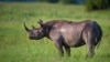 Botswana wildlife authorities say poaching is under control, despite reports the country's rhinoceros population is on the verge of extinction.