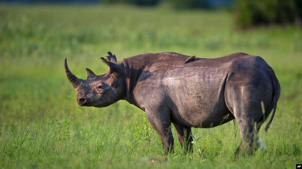 Botswana wildlife authorities say poaching is under control, despite reports the country's rhinoceros population is on the verge of extinction.
