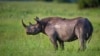 Botswana Loses Third of Rhinos to Poaching in 5 Years 