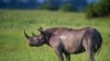 The Botswana government reports nearly 50 rhinos have been killed in the last 10 months, about one-tenth of the country’s rhino population. 