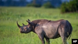 The Botswana government reports nearly 50 rhinos have been killed in the last 10 months, about one-tenth of the country’s rhino population. 