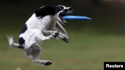 A dog catches a frisbee during a dog frisbee competition in Moscow, September 13, 2015.