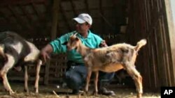 Mukit Hossain left a corporate job and moved his family to the country to raise goats. Sales for his organic, halal meat are brisk.