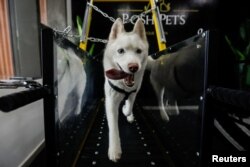 Seekor anjing berlari di atas treadmill di Posh Pets, gym anjing di Abu Dhabi, Uni Emirat Arab, 19 Juli 2022. (REUTERS/Amr Alfiky)