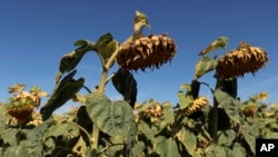 FILE - Sunflowers suffer from lack of water as extreme heat plagues Europe, in Ury, 112 miles south of Paris, France, Aug. 8, 2022. 