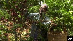 FILE - An Ethiopian coffee farmer picks coffee in his farm Choche, near Jimma, 375 kilometers ( 234 miles) southwest of Addis Ababa, Sept. 21 2002.