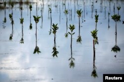 Pohon bakau yang baru ditanam di Bebatu, daerah terpencil di dekat Tarakan, provinsi Kalimantan Utara, 19 Oktober 2021. (REUTERS/Willy Kurniawan)