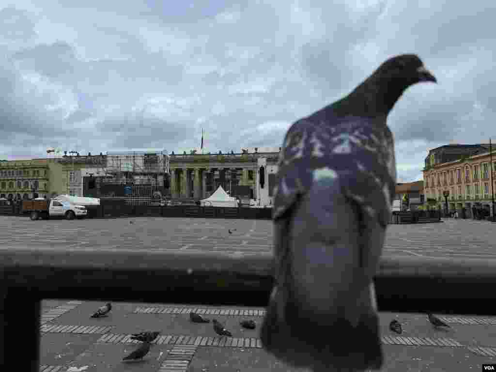 Una Paloma se para en una de las barreras de metal que han sido instaladas en la Plaza de Bolívar en Bogotá donde se llevará acabo la toma de poder de la nueva administración colombiana.