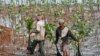 Rehabilitasi Hutan Mangrove di 9 Provinsi Capai Rp26 Triliun