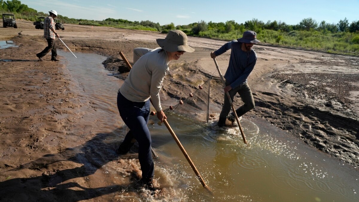 Saving Small Fish as Big US River Dries Up - Vimarsana News
