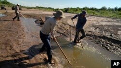 Fish biologists work to rescue the endangered Rio Grande silvery minnows from pools of water in the dry Rio Grande riverbed Tuesday, July 26, 2022, in Albuquerque, N.M. (AP Photo/Brittany Peterson)