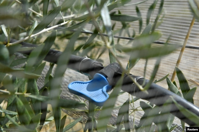 The drip irrigation system with which a farm waters its olive trees is pictured, as Tuscany's famed wine and olive oil industry suffers from a heatwave and drought, in Greve in Chianti, Italy, July 29, 2022. (REUTERS/Jennifer Lorenzini)