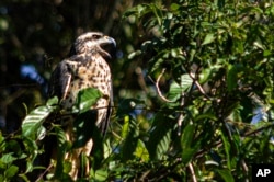 FILE - A black hawk sits on a tree in Cristalino II State Park in the state of Mato Grosso, in Brazil, July 22, 2019. (Rodrigo Vargas via AP)