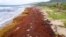 A beach is covered in sargassum in St. Andrew, along the east coast of Barbados, July 27, 2022.