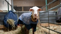 Sheep Baarack is pictured after his thick wool was shorn in Lancefield, Victoria, Australia February 5, 2021. (Edgar's Mission Inc/Handout via REUTERS )