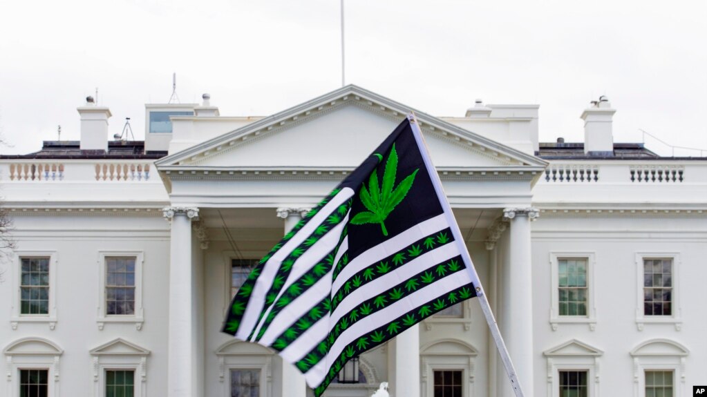 ARCHIVO - La legalización de la marihuana ha recorrido varias etapas en Estados Unidos, desde el reconocimiento de algunas ciudades y a estados con regulaciones para la producción y el consumo.