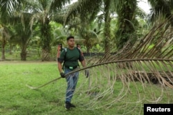Mahasiswa peneliti Muhammad Haziq Ramli membawa pelepah kering kelapa sawit saat uji coba Terer, kerangka luar robot di perkebunan kelapa sawit di Yong Peng, Johor, Malaysia, 8 September 2022. (REUTERS/Hasnoor Hussain)