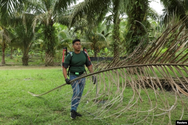 Mahasiswa peneliti Muhammad Haziq Ramli membawa pelepah kering kelapa sawit saat uji coba Terer, kerangka luar robot di perkebunan kelapa sawit di Yong Peng, Johor, Malaysia, 8 September 2022. (REUTERS/Hasnoor Hussain)