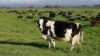 New Zealand Outlines Plans to Tax Livestock Gas