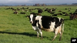 FILE - Dairy cows graze on a farm near Oxford, in the South Island of New Zealand on Oct. 8, 2018. New Zealand's government on Oct. 11, 2022 proposed taxing the greenhouse gases that farm animals emit as part of a plan to tackle climate change.