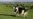 New Zealand Outlines Plans to Tax Livestock Gas