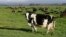 FILE - Dairy cows graze on a farm near Oxford, in the South Island of New Zealand on Oct. 8, 2018. New Zealand's government on Oct. 11, 2022 proposed taxing the greenhouse gases that farm animals emit as part of a plan to tackle climate change.