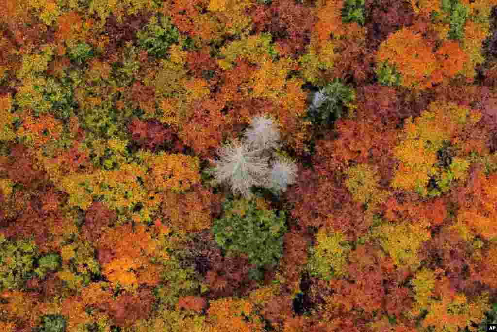Trees destroyed by the bark beetle and drought are seen surrounded by autumn-colored trees near Schierke, Germany.