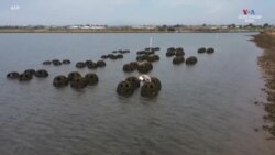 Կալիֆոռնիայի ափերը փրկելու համար գիտնականները դիմում են ոստրեին
