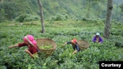 Women work at a tea farm in Panchthar, in the eastern part of Nepal. (Photo courtesy Shanta Banskota Koirala)